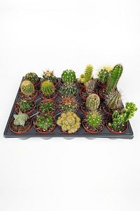 20 Li Kaktüs Set - 20 Adet Özel Tür Kaktüs ürün fotoğrafı
