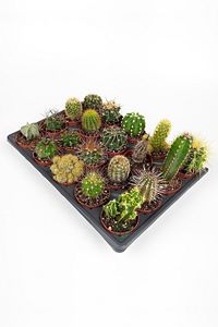 20 Li Kaktüs Set - 20 Adet Özel Tür Kaktüs ürün fotoğrafı
