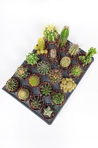 20 Li Kaktüs Set - 20 Adet Özel Tür Kaktüs ürün fotoğrafı