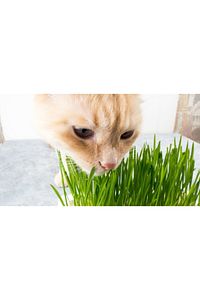 Kedi Çimi Kedi Otu Seti 100gr 6 Çeşit Tahıl Karışımı Ek Vitamin Mineral Tüy Yumağı Engeller ürün fotoğrafı