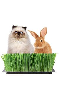 Kedi Çimi Kedi Otu Seti 100gr 6 Çeşit Tahıl Karışımı Ek Vitamin Mineral Tüy Yumağı Engeller ürün fotoğrafı