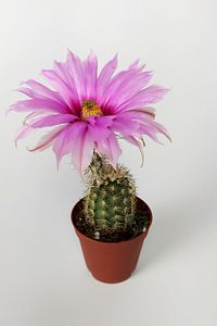 Echinocereus Pectinatus Pebme Çiçekli Kaktüs 5.5 Cm Saksıda ürün fotoğrafı