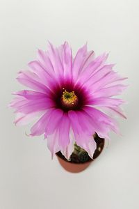 Echinocereus Pectinatus Pebme Çiçekli Kaktüs 5.5 Cm Saksıda ürün fotoğrafı