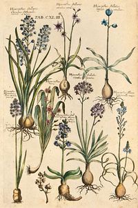 Vintage Botanical 60' Lı Duvar Posteri Seti ürün fotoğrafı