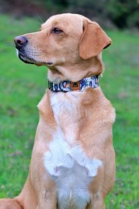 Toco Köpek Boyun Tasması ürün fotoğrafı