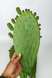 Dikenli Incir 3 Adet Saksısız Çelik Hint Inciri Kaynana Dili Frenk Yemişi Kürek Yemişi ürün fotoğrafı