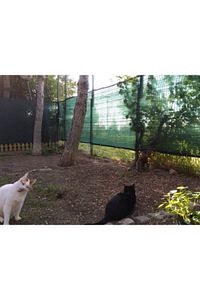 Kuş Filesi Kedi Filesi 2x4m Misina File Balkon Filesi Kuş Ağı Balkon Ağı Önleme Koruma Filesi ürün fotoğrafı