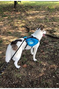 Köpekler Için Gezdirme Tasması Kayışı Reflektörlü 130 Cm Kayış Orta Ve Büyük Boy Köpekler ürün fotoğrafı