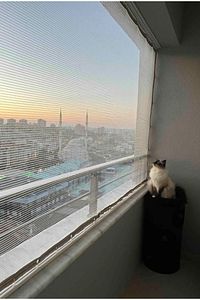 Balkon Filesi 1x1 Metre Kuş Önleme Filesi Kedi Filesi Güvercin Önleme Ağı Koruma Filesi Dolu Filesi ürün fotoğrafı