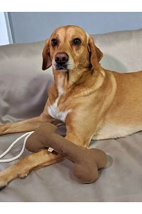 Bestie Çekiştirmeli Kemik Köpek Oyuncağı Kahverengi ürün fotoğrafı