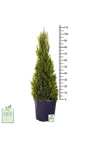 HAFTANIN YILDIZI Limon Çamı - Limoni Servi (CUPRESSUS MACROCARPA) (100 - 120CM SAKSI DAHİL) ürün fotoğrafı