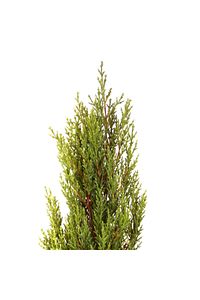 HAFTANIN YILDIZI Limon Çamı - Limoni Servi (CUPRESSUS MACROCARPA) (100 - 120CM SAKSI DAHİL) ürün fotoğrafı