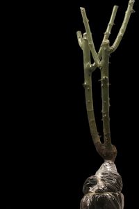 Katmerli kokulu fide 1 adet sarı gül fidanı açık kök 35-40cm ürün fotoğrafı