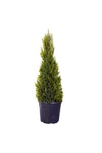 HAFTANIN YILDIZI Limon Çamı - Limoni Servi (CUPRESSUS MACROCARPA) (100 - 120CM SAKSI DAHİL) ürün fotoğrafı