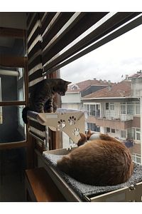 Büyük Boy Ahşap Cama Yapışan Kedi Yatağı Vantuzlu ürün fotoğrafı