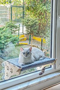 Büyük Boy Ahşap Cama Yapışan Kedi Yatağı Vantuzlu ürün fotoğrafı