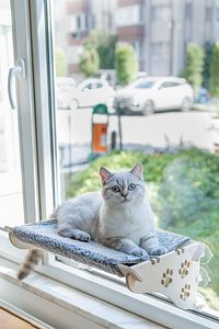 Büyük Boy Ahşap Cama Yapışan Kedi Yatağı Vantuzlu ürün fotoğrafı