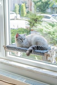 Büyük Boy Ahşap Cama Yapışan Kedi Yatağı Vantuzlu ürün fotoğrafı