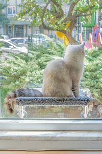 Büyük Boy Ahşap Cama Yapışan Kedi Yatağı Vantuzlu ürün fotoğrafı