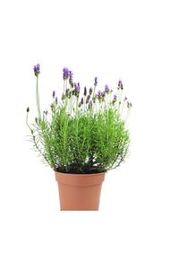 Lavanta Çiçeği 40 Cm Kokulu Aromatik Bahar Bitkisi Balkon Bitkisi Ev Bitkisi Dış Mekan Bitkisi ürün fotoğrafı