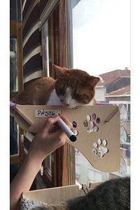 Cama Asılan Kedi Yatağı Vantuzlu ürün fotoğrafı
