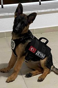 Kişiye Özel, isimli K9 Köpek Tasması, Göğüs Ve Sırt Tasması Seti ürün fotoğrafı