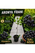 5 Al 4 Öde