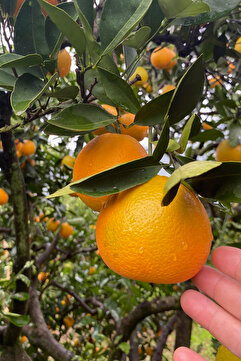 İDEAL DOĞAL MARKET 4 kg taze portakal köyceğiz yöresinden