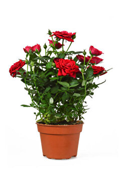 Bitkim Sende Videolu Yediveren Kokulu Kırmızı Gül Fidesi 1 Adet Saksılı/tüplü 10-15 Cm Bahçe Bitkisi (RED ROSE)