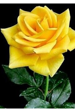 Bitkim Sende Videolu Sarı Aşılı Yediveren Gül (55 65 CM) Fidanı Saksıda Aşılı Gül Yellow Rose