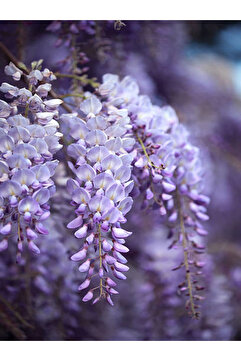 Bitkim Sende Videolu Mor Salkım Çiçeği Fidanı 30-40 Cm Saksılı Dış Mekan Sarmaşık Wisteria
