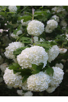 serada decor & plant Videolu Çınar Kartopu Çiçeği Beyaz Renkli (40 60 CM)1 Adet Dış Mekan Bitkisi Viburnum Opulus