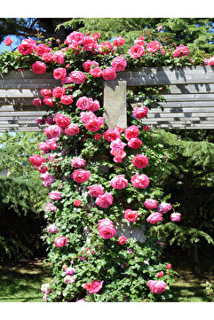 serada decor & plant Videolu Pembe Sarmaşik Çardak Gülü (70 120 CM)1 Adet Saksılı Dış Mekan Sarmaşık Wisteria