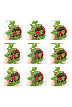 serada decor & plant Videolu 40'lı Buz Çiçeği(MEZAR-KABİR YER ÖRTÜCÜ) 5-15 Cm Tüplü Çiçekli Bodur Mesembryanthemum