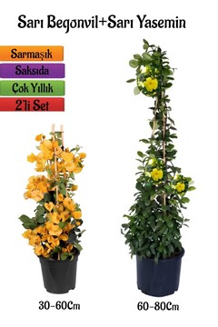 serada decor & plant Sarı Begonvil Çiçeği Fidanı+Sarı Yasemin Fidanı 2'li Bahçe Peyzaj Seti