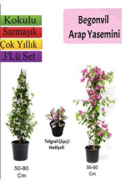 Bitkim Sende Arap Yasemini+ Pembe Begonvil+ Telgraf Çiçeği Hediyeli
