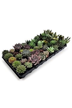 ebotanik 10 Adet Sukulent 5.5 cm Saksı