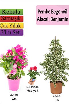 Bitkim Sende Beyaz Alacalı Benjamin Bitkisi+ Pembe Bodur Begonvil+ Gül Fidanı