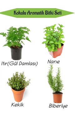 Bitkim Sende Aromatik KOKULU Mutfak Seti Itır Çiçeği+Nane+Kekik+Biberiye Fidesi 4 ADET