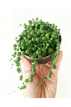 Genel Markalar Tespih Boncuk Çiçeği Senecio Herreianus 5,5 Cm Saksı Kaktüs