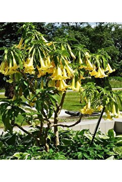 CC Cennet Borozanı ,boru Çiçeği 50-75 Cm Tüplü