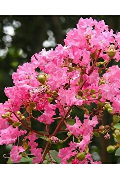 Fidanyolu Pembe Oya Ağacı 1 Metre