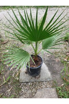 YAĞMUR BOTANİK Palmiye Fidanı Waşhingtonia 40-50 cm