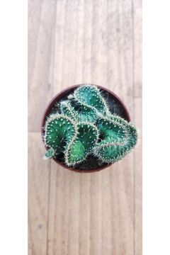 Ravza Çiçekçilik Opuntia Cristata Cactus ( Nadir Tür Beyin Kaktüs ) 5,5 Cm Saksıda Dolgun Ve Formlu