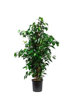 Taha Çiçekcilik Ficus Benjamin Salon Bitkisi 60-100cm