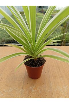 Ravza Çiçekçilik Chlorophtyum Comosun Variegata ( Kurdele Çiçeği Dışı Beyaz Içi Yeşil ) ( 5,5 Cm )