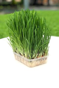Gardina Kedi Çimi Kedi Otu Seti Mix Karışım 100 Gr. (tüy Yumağı Önleyici) Cat Grass Seed