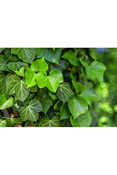 bahçevilya Duvar Sarmaşığı ( Hedera Helix ) 20-50cm Kaya Sarmaşığı Fidanı