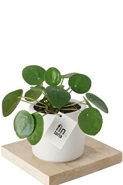cicekgonder Pilea Para Çiçeği 15 Cm