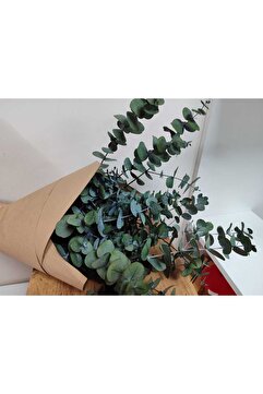 shocket plant 1.Kalite Üreticiden Şoklanmış Büyük Yaprak Okaliptus